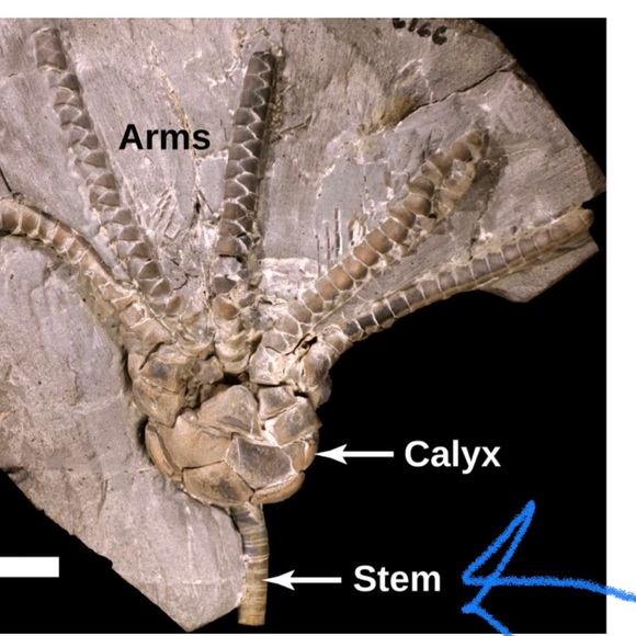 Found a FOSSIL in my yard! 325 million years old? Crinoid Stem Sea Lily Flower - Picture 3 of 5